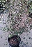 Silver Sheen Pittosporum Five Gallon Plant