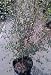 Silver Sheen Pittosporum Five Gallon Plant