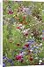 Canvas Prints of Mixed flowers in meadow from Ardea Wildlife Pets