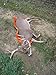 Cass Creek - Game Glide - CCGG - Deer Slide - 46% easier to drag deer