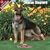 2009 German Shepherd Wall Calendar