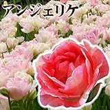国華園　チューリップ球根　アンジェリケ　8球