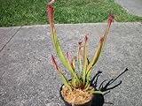 Discounts Sarracenia Dana's Delight Carnivorous Pitcher Plant 5 inch pot by JoelsCarnivorousPlants