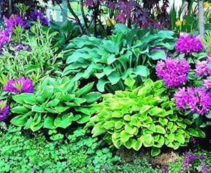 Stauden-Sortiment Funkien, bestehend aus je 1 Staude mit