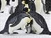 Jigsaw of Emperor Penguin - pair parenting and chick from Ardea