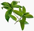 double mint tea