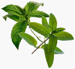 double mint flavor extract