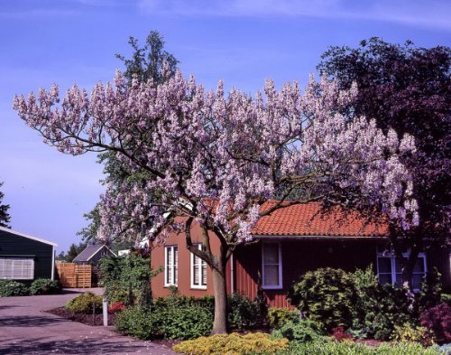 Blauglockenbaum (Paulownia fortunei) Fast Blue&reg; blau bl&uuml;hend, 1 Pflanze Preisvergleich