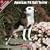 2009 American Pit Bull Terrier Wall Calendar