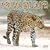 2009 African Wildlife Wall Calendar