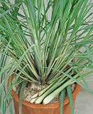 Lemon Grass Seeds - Cymbopogon Flexuosus - .04 Grams - Approx 100 Gardening Seeds - Herb Garden Seed