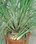 Lemon Grass Seeds - Cymbopogon Flexuosus - .04 Grams - Approx 100 Gardening Seeds - Herb Garden Seed