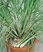 Lemon Grass Seeds - Cymbopogon Flexuosus - .04 Grams - Approx 100 Gardening Seeds - Herb Garden Seed