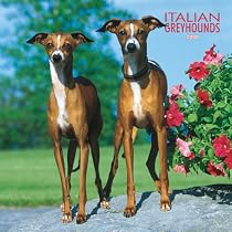 Greyhounds, Italian 2008 Square Wall Calendar