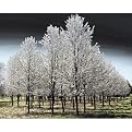 Pear Trees Gallery Wrapped Canvas - 22x28"