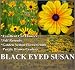1 oz (70,000+) BLACK EYED SUSAN Flower Seeds ~SELF RESEEDS ~ PERFECT GOLDEN CUT FLOWERS