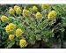 Photographic Prints of DAD-1993 Group of Aeonium arboreum from Ardea Wildlife Pets
