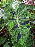 Mojito Elephants Ear - Colocasia - 4" Pot - Indoors/Out