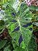 Mojito Elephants Ear - Colocasia - 4 Pot - Indoors/Out