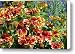 Blanket Flowers Canvas Print / Canvas Art - Artist Sharon Talson