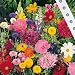 Saatband 15 m Romantik-Garten-Mischung, halbhoch, Saatgut