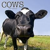Cows Calendar - Calendars 2016 - 2017 Wall Calendars - Animal Calendar - Cows 16 Month Wall Calendar by Avonside