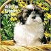 shih_tzu18shih tzu - Shih Tzu Puppies 2010 Mini Wall Calendar