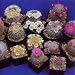 Tropica - Kakteen - Mammilaria Mischung (Mammilaria) - 100 Samen