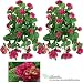 TWO 26" Artificial Geranium Hanging Flower Bushes, with No Pot,
