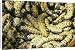 Canvas Prints of Mopane Emperor MOTH - Caterpillars / worms gathered for food from Ardea Wildlife Pets