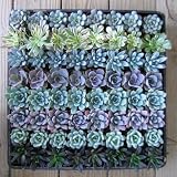 64 Beautiful Succulents: Wedding Collection Party/Shower Favors