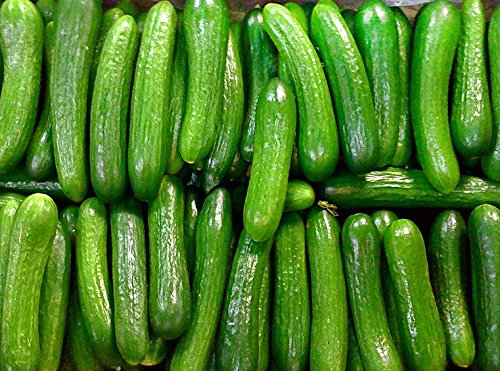 30+ ORGANICALLY GROWN Persian Beit Alpha (A.k.a. Lebanese) Cucumber Seeds Heirloom NON-GMO Crispy Fragrant From USA 30+ ORGANICALLY GROWN Persian Beit Alpha (A.k.a. Lebanese) Cucumber Seeds Heirloom NON-GMO Crispy Fragrant From USA