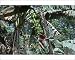 Photographic Prints of MAB-401 Bananas - stalk with bunch of green bananas on tree with terminal flower from Ardea Wildlife Pets