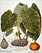 Photographic Prints of GOURD, TARO, a PUMPKIN. Gourd (Cucurbitaceae family), taro or dasheen from Granger Art on Demand