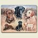 Labrador Retrievers When Rascals Become Legends 15
