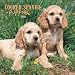 cocker spaniel - Cocker Spaniel Puppies 2008 Mini Wall Calendar