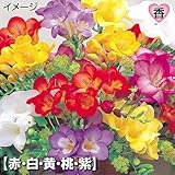国華園　球根　シングル咲フリージアセット　5色50球