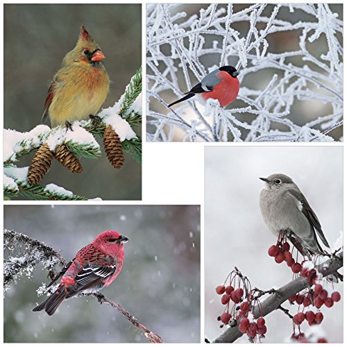 Winter Birds Holiday Card Assortment