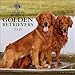 Golden Retrievers American Kennel Club 2015 Wall Calendar