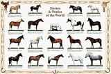 61ak073dq9L. SL160  Safari LTD horses and ponies in the world Laminated Poster
