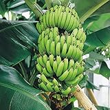 三尺バナナの苗(5号鉢植え)