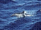 Jigsaw of Common dolphin - leaping from Ardea
