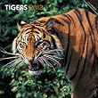 Tigers 2013 Square 12X12 Wall Calendar