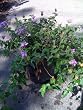 Lavender Lantana One Gallon by Monrovia Growers
