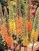Erfo-Hybrid Foxtail Lily - 12 Seeds