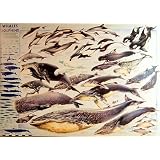  Whales & Dolphins, Poster