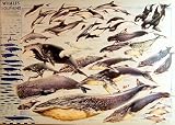 Whales and Dolphins Poster (#53)
