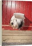 Canvas Prints of DOG - Looking out of cat flap from Ardea Wildlife Pets
