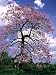 Royal Empress Tree 100 Seeds Paulownia