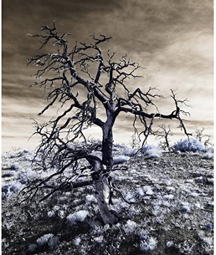 Revival - A Lone Tree Mojave National Preserve California Desert Fine Art Landscape Photography Print